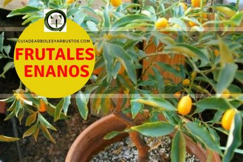 GuÍa De Árboles Y Arbustos De Los Bosques Comestibles Frutales Enanos