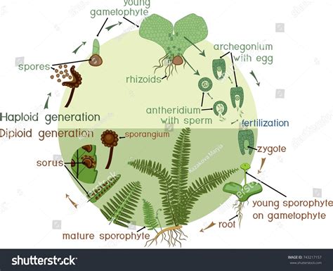 549 Fern Life Cycle 图片、库存照片和矢量图 Shutterstock