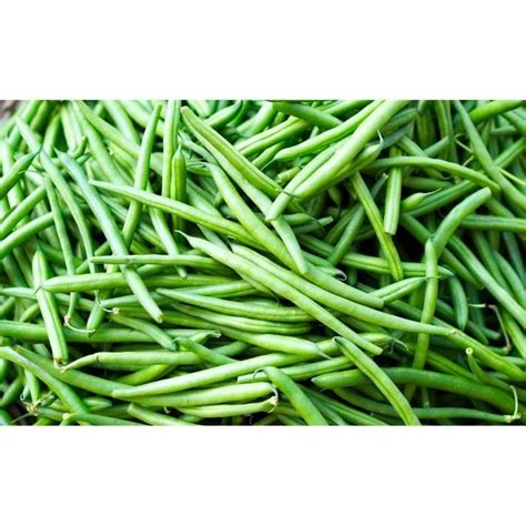 Lot De 50 Graines De HARICOT VERT TONIVERT Cdiscount Jardin