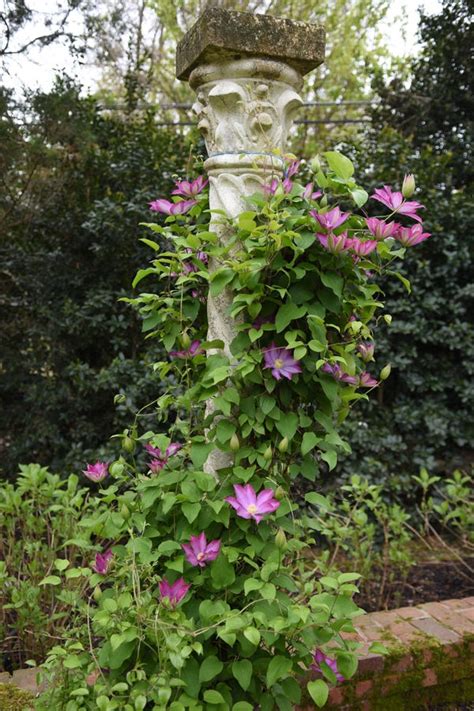 Gardening | Clematis: The “queen of the flowering vines.”