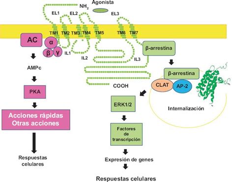 Los receptores acoplados a proteínas G como blanco terapéutico