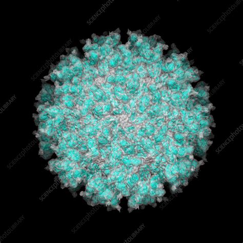 Chikungunya Virus Capsid Stock Image C0148392 Science Photo Library