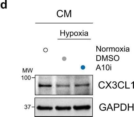 Mouse Cx Cl Fractalkine Chemokine Domain Antibody Af By R D