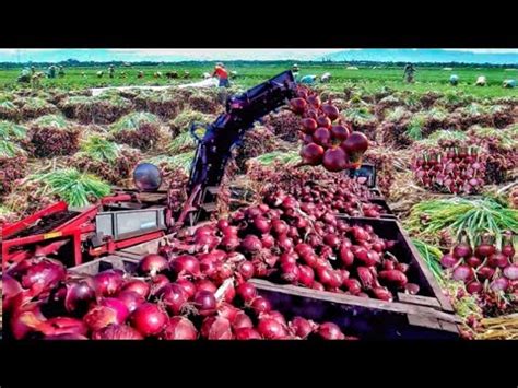 Teknologi Pertanian Canggih Mesin Panen Bawang Wortel Kubis Dan Kol