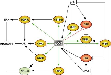 Anti Apoptotic P53 Targets Involved In Mapk Signaling Pathways P53