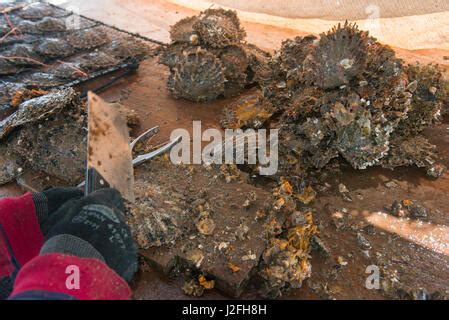 Fiji Black Pearl Farming Savusavu Island Fiji Stock Photo Alamy