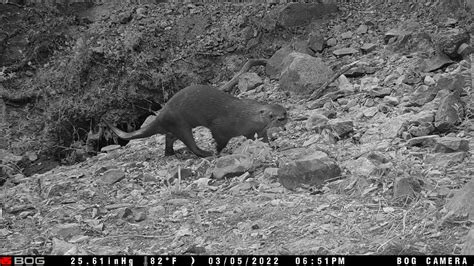 CONANP on Twitter Se realizó el primer registro fotográfico de nutria