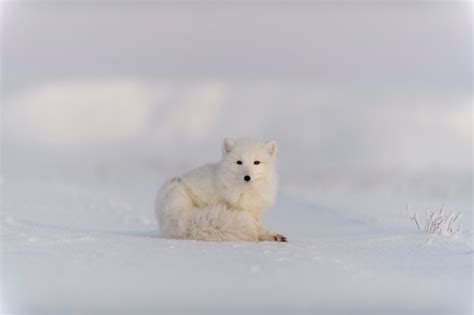 Raposa do ártico vulpes lagopus na tundra wilde raposa do ártico