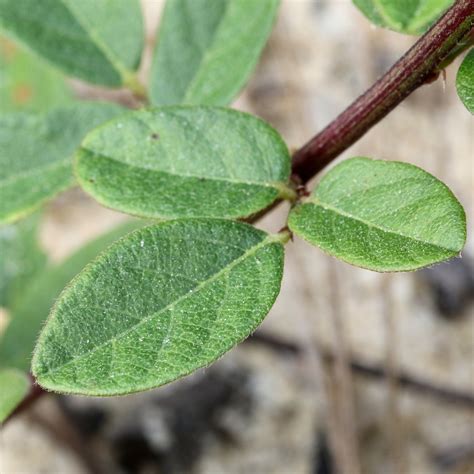 Desmodium ciliare - FSUS