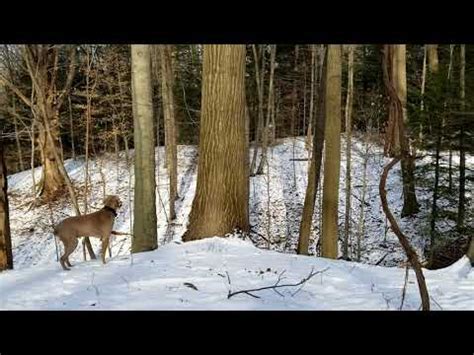 Warren Zevon Walking In A Winter Wonderland Holder The Weimaraner