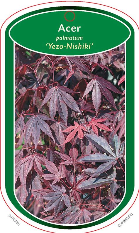 Acer Palmatum Yezo Nishiki Plant Wholesale Floraccess