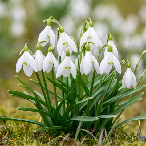 🌿 How to Transplant Snowdrop? (Ideal time, Methods, and Post Care)