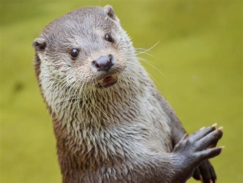 Otter Regionaal Landschap Schelde Durme