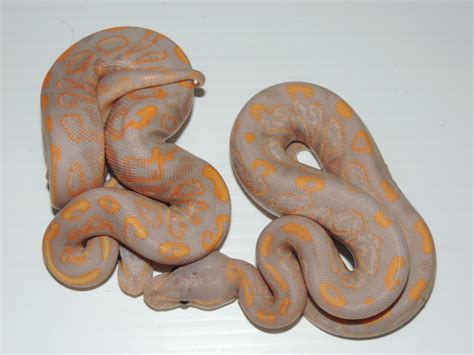 Ozzyboids Llc Blog Boa Constrictor Ball Python Morphs Orange Dream