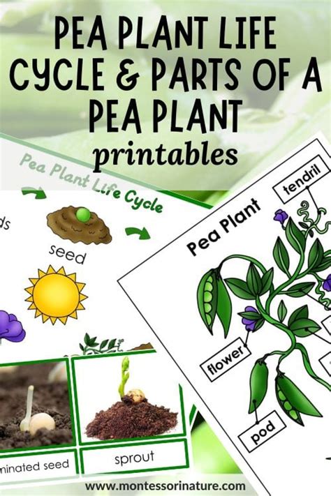 Pea Plant Life Cycle and Parts of a Pea Plant Printable - Montessori ...