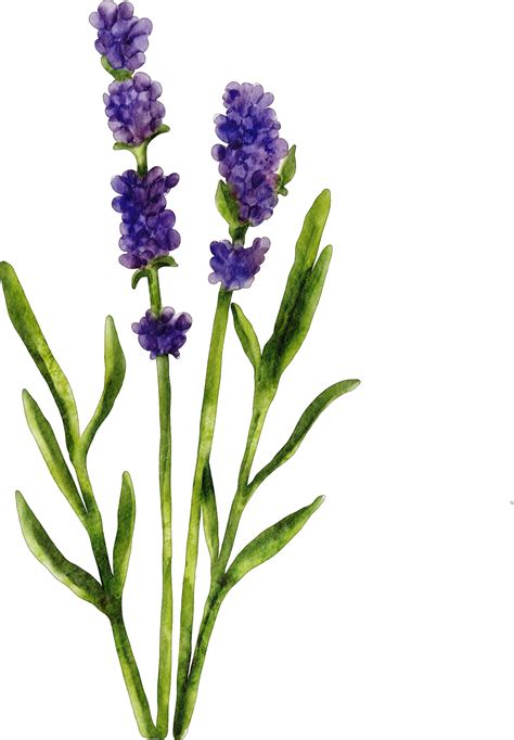 Flor De Lavanda Acuarela 16532598 PNG