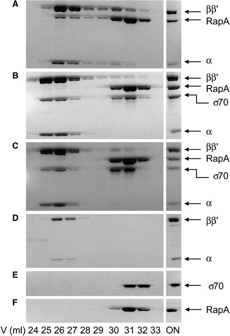 Structure Of RapA A Swi2 Snf2 Protein That Recycles RNA Polymerase