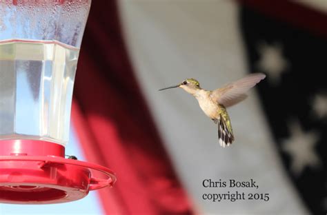 Some New Hummingbird Photos Birds Of New