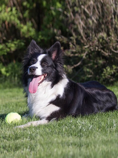 Border Collie Obedience Training, Characteristics, & Health