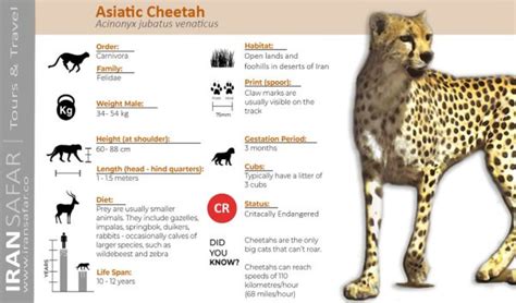 Asiatic Cheetah - facts and figures