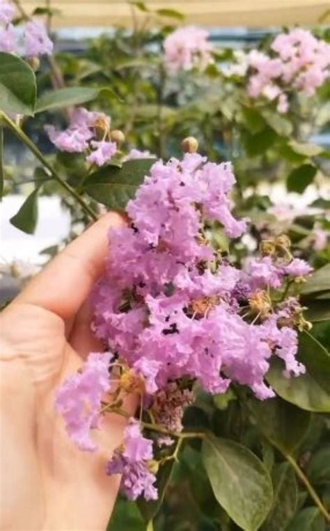 Conoc La Planta Perfecta Para Tu Jard N En Primavera Verano Porque