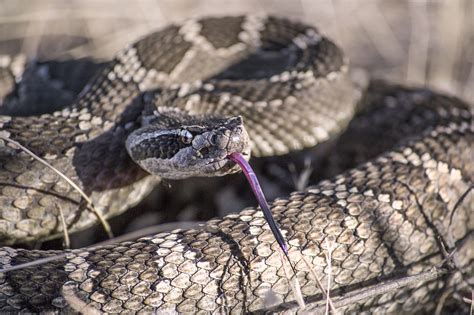 Rattlesnake Vs Gopher Snake How To Tell The Difference Between The