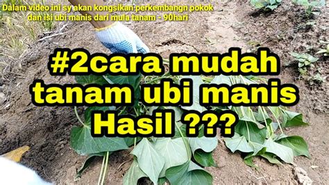 Jarak Tanam Ubi Kayu Anim Agro Technology Intergrasi Kelapa Dan Ubi