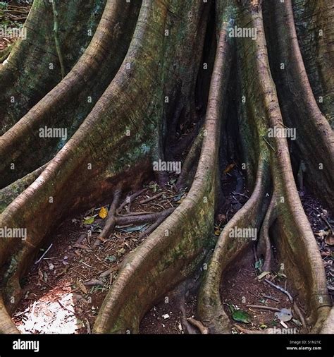 Rainforest Tree Hi Res Stock Photography And Images Alamy