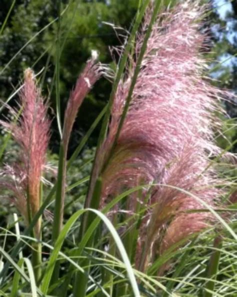 10 SAMEN PAMPASGRAS Cortaderia selloana Rosa Ziergras Gräser Rabatte