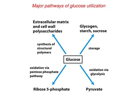 Ppt Chemistry Handout Glycolysis Gluconeogenesis And The