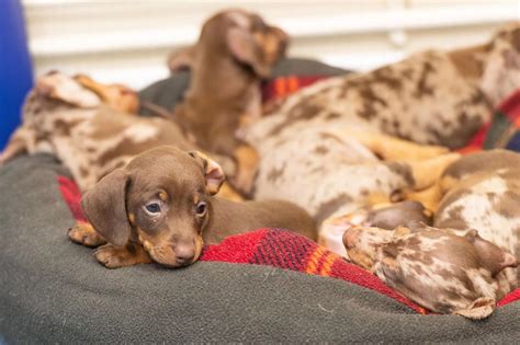 Adorable Sausage Dog Puppies Find Loving Forever Homes In Derbyshire