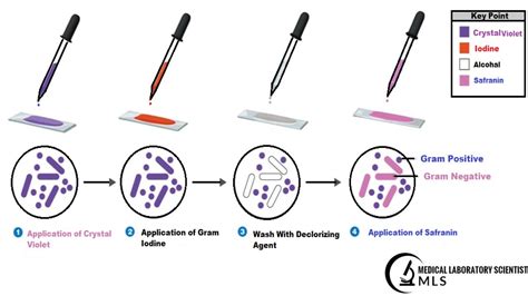 Gram Staining Preparation Of Reagents Procedure Results