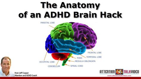 Diagram Diagram Of Adhd Brain Mydiagramonline