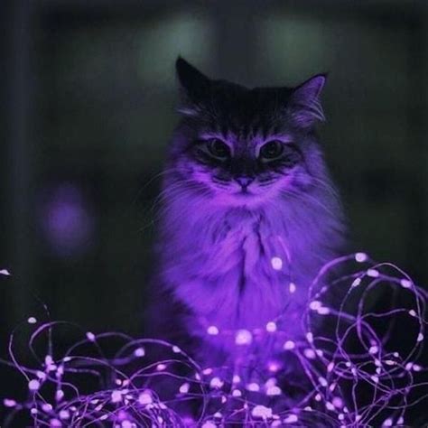 Pin By Taylor Mobley On Purple Dark Purple Aesthetic Purple Cat Cat