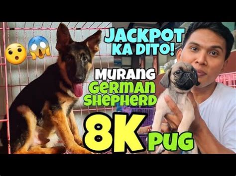 German Shepherd Mura Lang K Wooly Husky Arranque Petshop Latest