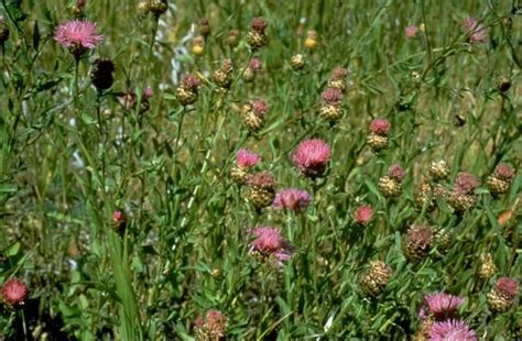 Meadow Knapweed Identification And Control Centaurea X Gerstlaueri