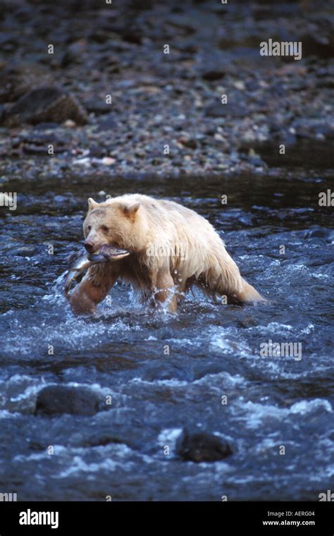 L Ours Noir Ours Kermode Ursus Americanus Semer Dans Un Ruisseau Avec