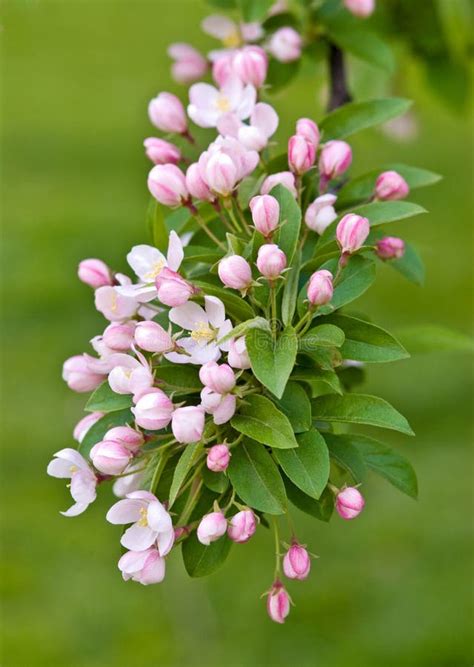 Crabapple Tree Blossoms Stock Photo Image Of White 248408280