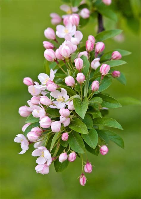 Crabapple Tree Blossoms stock photo. Image of white - 248408280