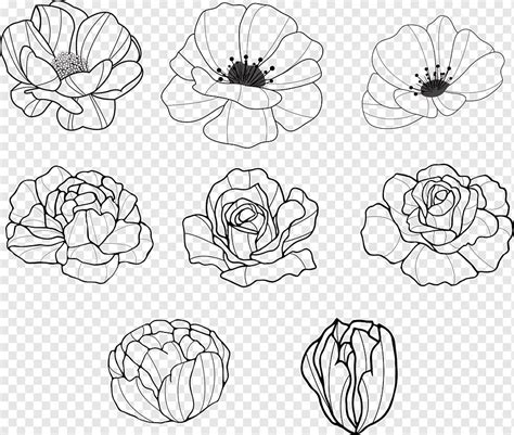 Contorno De Flores Dibujadas A Mano Png Pngwing