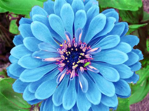 Blume Blau Blütenblätter Kostenloses Foto auf Pixabay