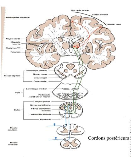 B S Miologie De La Sensibilit Sm Cartes Quizlet