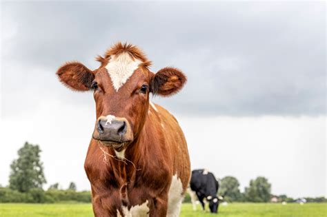 18000 Cows Killed In A Blast At Texas Dairy Farm