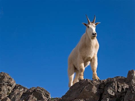 Mountain Goat Wallpapers Wallpaper Cave