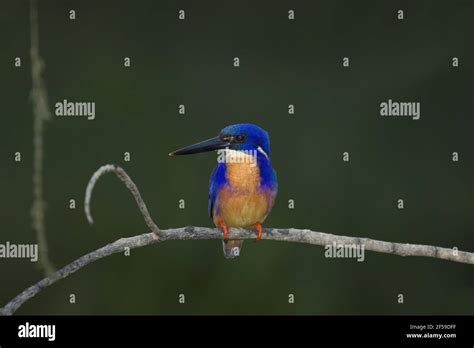 Azure Kingfisher Alcedo azurea Daintree River Queensland, Australia ...