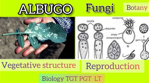 Life Cycle Of Albugo Fungi Youtube