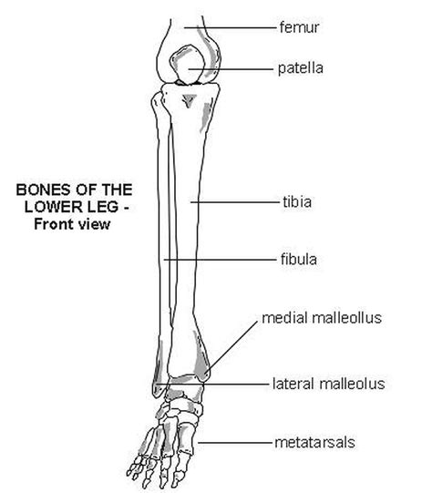 Bones In A Foot Diagram