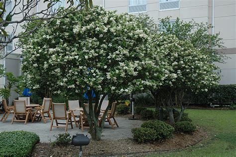 Japanese Privet Ligustrum Japonicum In Richmond Fairfax Loudoun