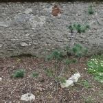 Zénitude au jardin 2016 Pinus parv glauca