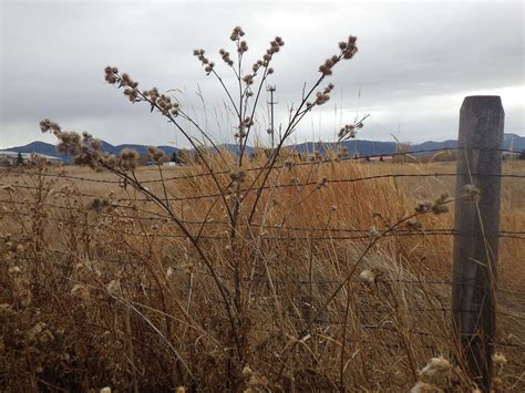 Common Burdock (Arctium minus) | Accent on Natural Landscaping